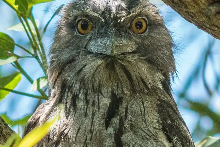 Tawny frogmouth (Podargus strigoides) perched on a branch, mottled grey-brown plumage, large yellow eyes facing the camera against a soft, leafy background.