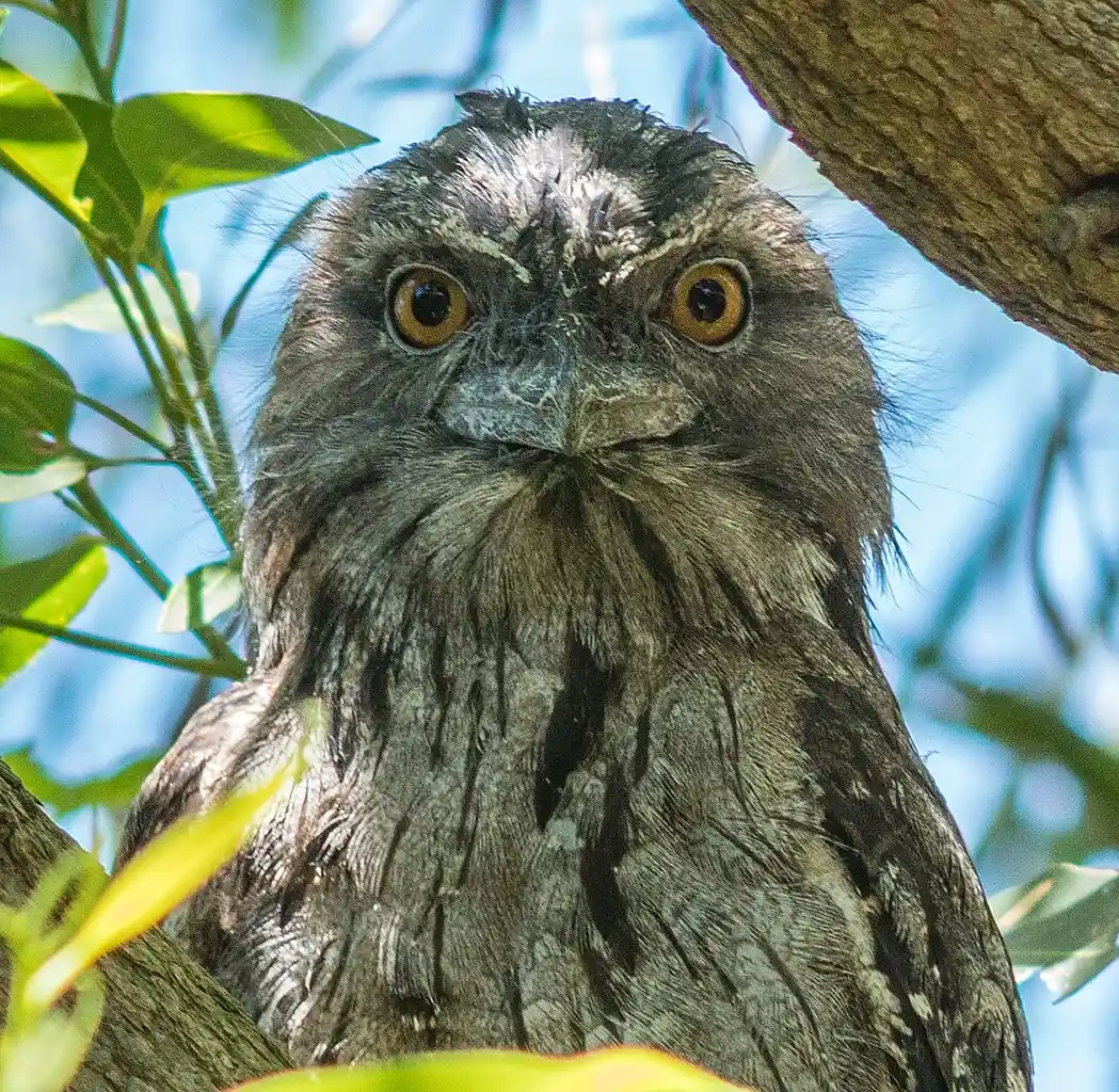Tawny frogmouth (Podargus strigoides) perched on a branch, mottled grey-brown plumage, large yellow eyes facing the camera against a soft, leafy background.