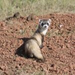 Black-footed ferret looking back, close-up portrait in grass.