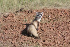Black-footed ferret looking back, close-up portrait in grass.