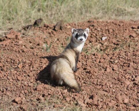 Black-footed ferret looking back, close-up portrait in grass.