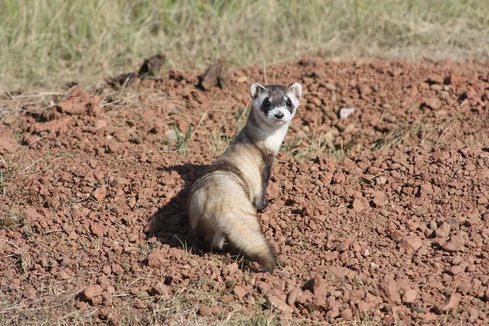 Black-footed ferret in prairie grassland