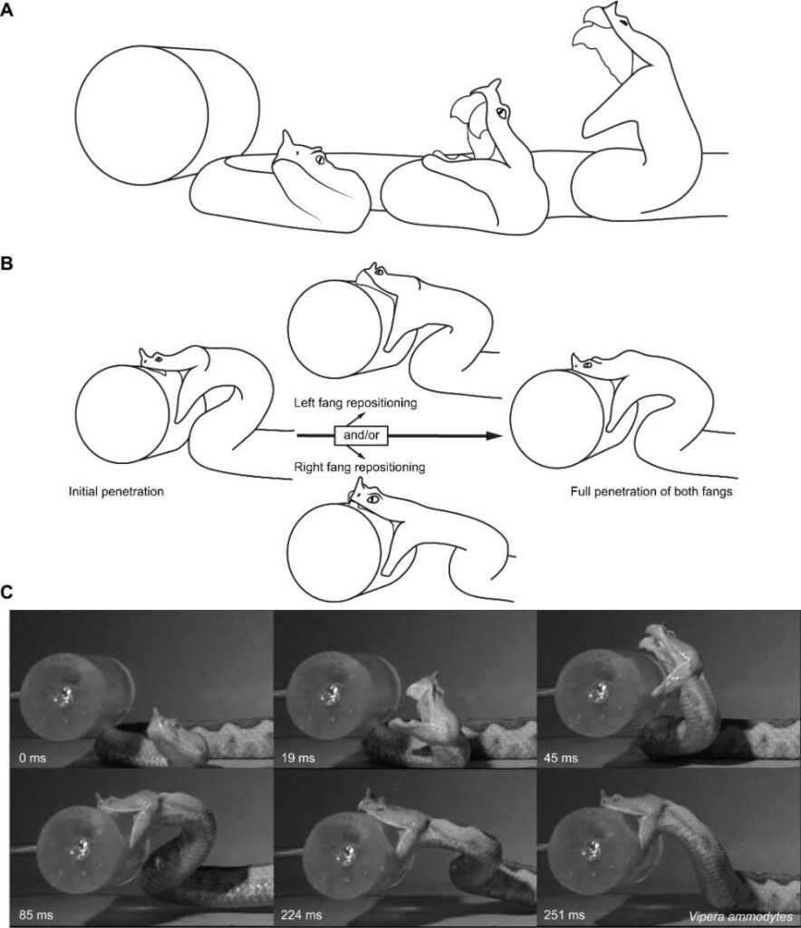 High‑speed strike study graphic from Journal of Experimental Biology showing snake strike kinematics and timing metrics