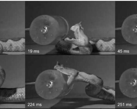 High‑speed strike study graphic from Journal of Experimental Biology showing snake strike kinematics and timing metrics