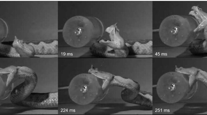 High‑speed strike study graphic from Journal of Experimental Biology showing snake strike kinematics and timing metrics