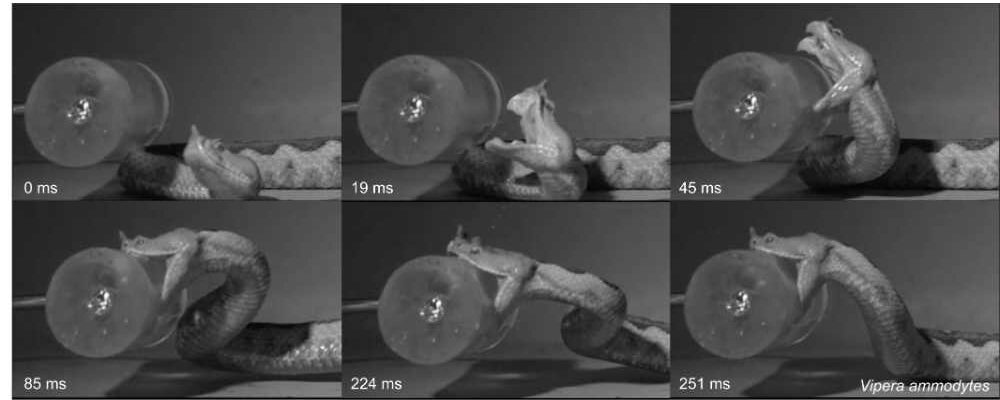 Composite still of high‑speed snake strike from JEB study by Cleuren et al.