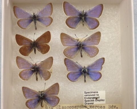 Drawer of preserved Xerces blue butterflies at the Field Museum showing blue males and brown females pinned for scientific study.