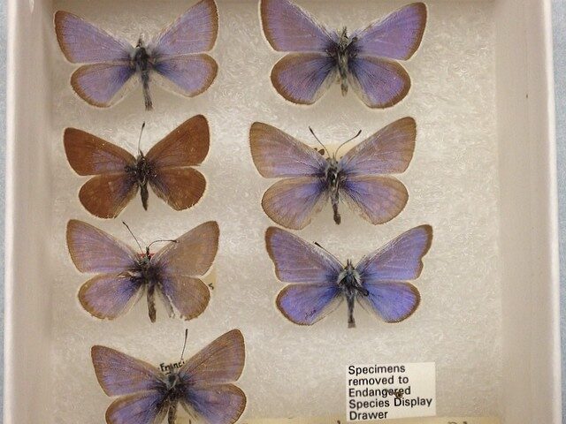 Drawer of preserved Xerces blue butterflies at the Field Museum showing blue males and brown females pinned for scientific study.