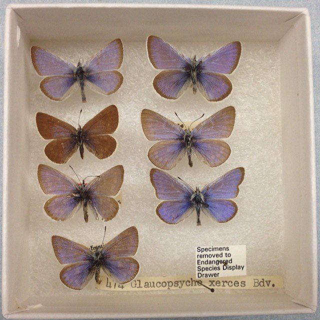 Drawer of preserved Xerces blue butterflies at the Field Museum showing blue males and brown females pinned for scientific study.