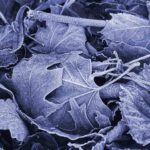 Frost-covered autumn leaves close-up in blue tone