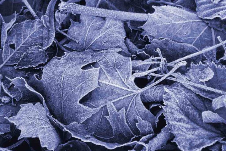 Frost-covered autumn leaves close-up in blue tone