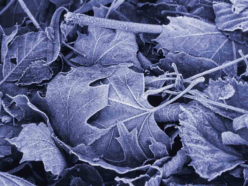 Frost on autumn leaves during predawn cold snap across the Northeast U.S.