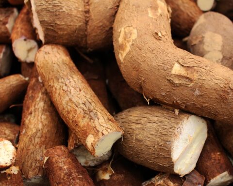 Fresh cassava roots in close-up showing brown outer skin and white flesh of the starchy tuber crop