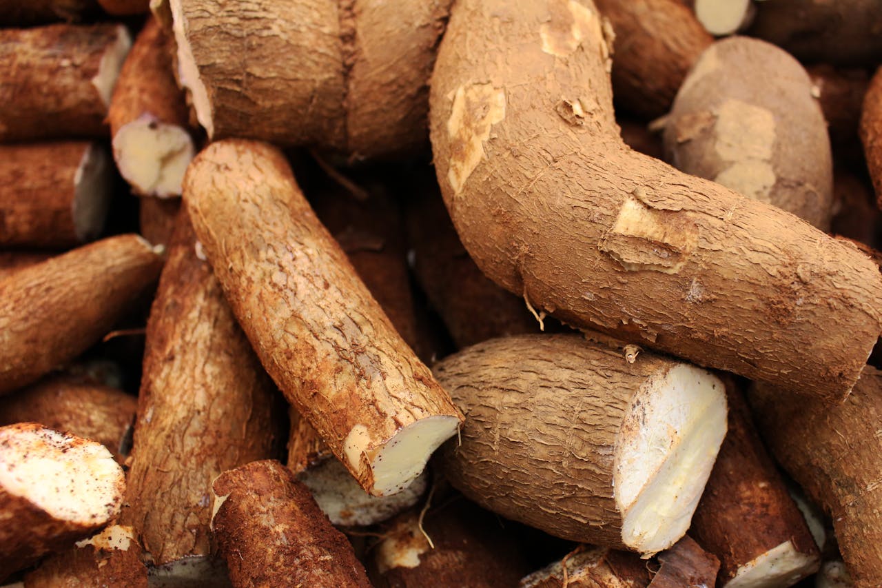 Cassava crops in close up photography showing fresh harvest