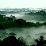 Mist among tall Congo Basin rainforest trees photographed by Scott Thompson for the World Resources Institute, illustrating a major tropical carbon sink amid concerns about declining natural CO₂ sequestration
