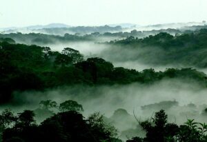 Mist among tall Congo Basin rainforest trees photographed by Scott Thompson for the World Resources Institute, illustrating a major tropical carbon sink amid concerns about declining natural CO₂ sequestration