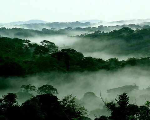 Mist among tall Congo Basin rainforest trees photographed by Scott Thompson for the World Resources Institute, illustrating a major tropical carbon sink amid concerns about declining natural CO₂ sequestration
