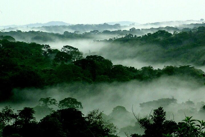 Mist among tall Congo Basin rainforest trees photographed by Scott Thompson for the World Resources Institute, illustrating a major tropical carbon sink amid concerns about declining natural CO₂ sequestration