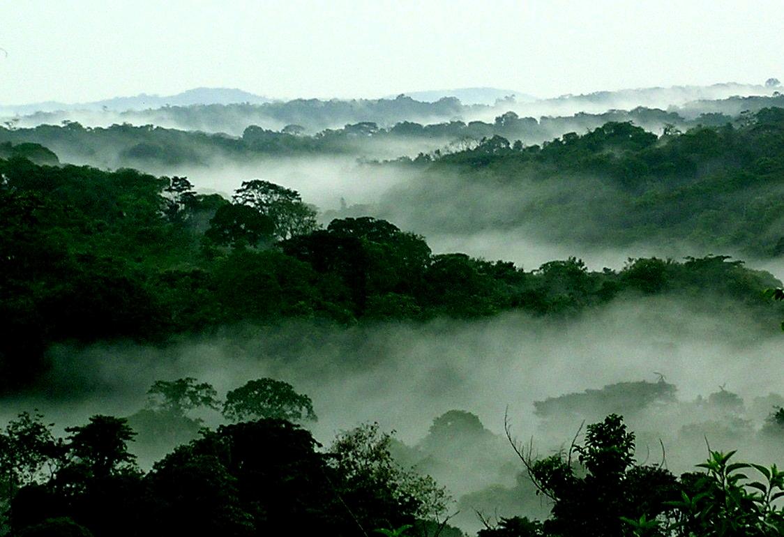Mist among tall Congo Basin rainforest trees illustrating a major tropical carbon sink amid concerns about declining natural CO₂ sequestration