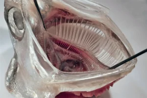 Close-up view of an anchovy gill arch system illustrating layered biological filtration structures used as inspiration for a microplastic washing machine filter.