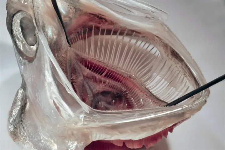 Close-up view of an anchovy gill arch system illustrating layered biological filtration structures used as inspiration for a microplastic washing machine filter.