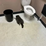 Raccoon lying on the bathroom floor beside a toilet and trash bin inside the Ashland ABC store after being found intoxicated during a break-in.