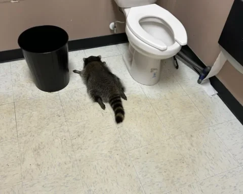 Raccoon lying on the bathroom floor beside a toilet and trash bin inside the Ashland ABC store after being found intoxicated during a break-in.