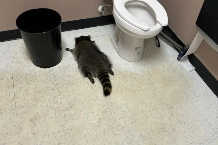 Raccoon lying on the bathroom floor beside a toilet and trash bin inside the Ashland ABC store after being found intoxicated during a break-in.