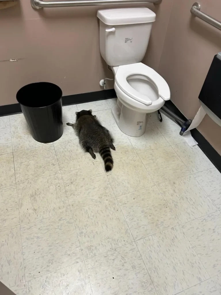 Raccoon lying on the bathroom floor beside a toilet and trash bin inside the Ashland ABC store after being found intoxicated during a break-in.