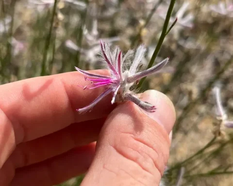 Close-up of Ptilotus senarius flower head showing fine floral details used for species identification.