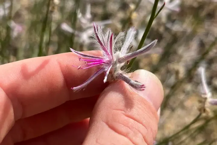 Close-up of Ptilotus senarius flower head showing fine floral details used for species identification.