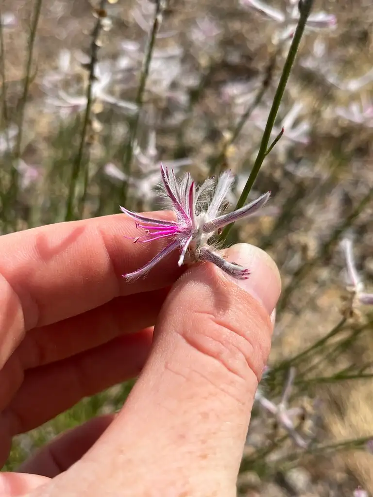 Close-up of Ptilotus senarius flower head showing fine floral details used for species identification.
