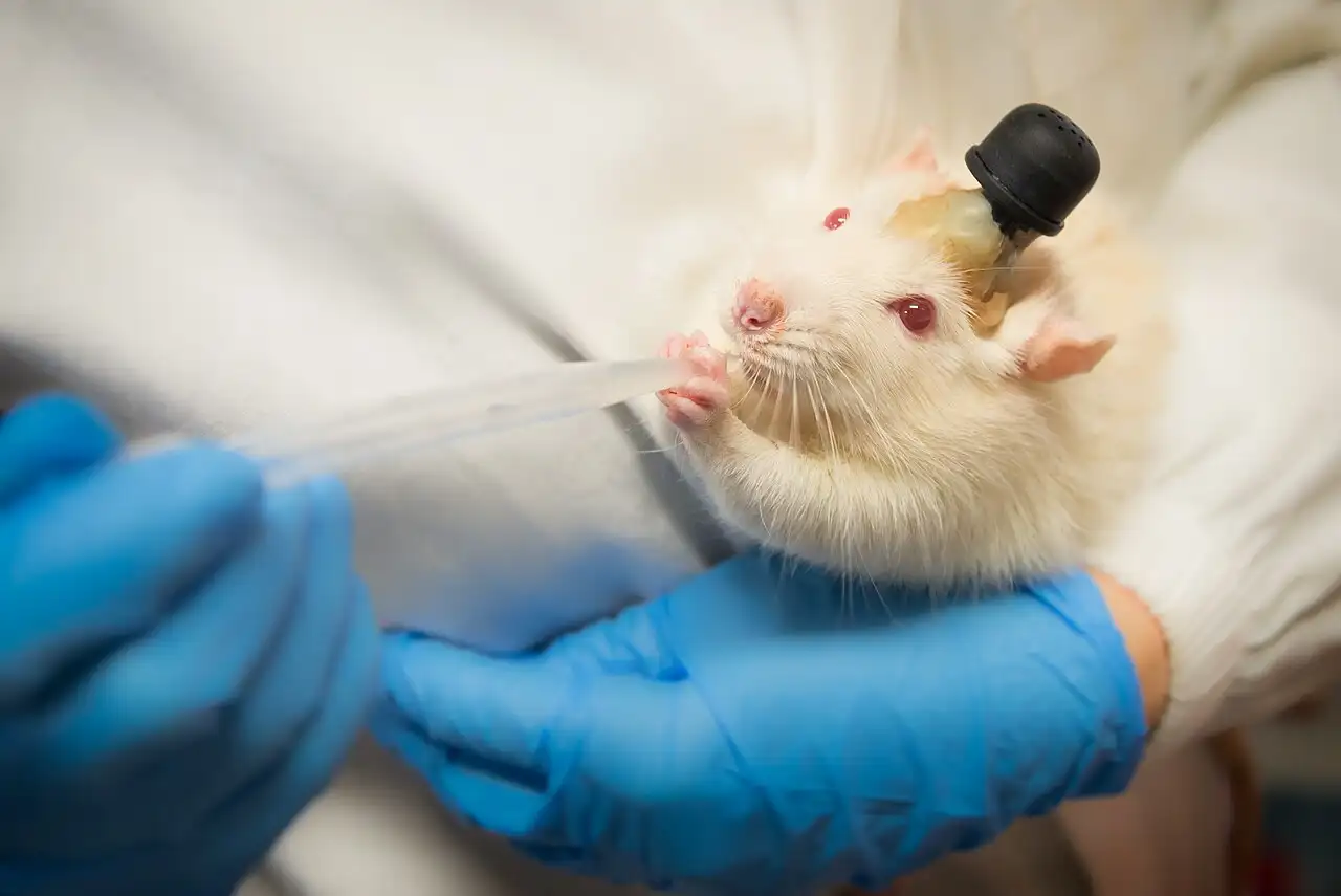 Laboratory rat housed in a research setting, representing animals used in biomedical testing amid U.S. legislative efforts to prioritize non-animal research methods.