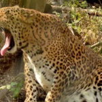 Leopard standing alert at Rajiv Gandhi Zoological Park in Pune, Maharashtra, illustrating the species commonly found across forest corridors near urban areas in the state.