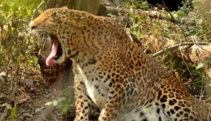 Leopard standing alert at Rajiv Gandhi Zoological Park in Pune, Maharashtra, illustrating the species commonly found across forest corridors near urban areas in the state.