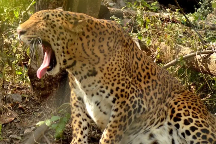 Leopard standing alert at Rajiv Gandhi Zoological Park in Pune, Maharashtra, illustrating the species commonly found across forest corridors near urban areas in the state.