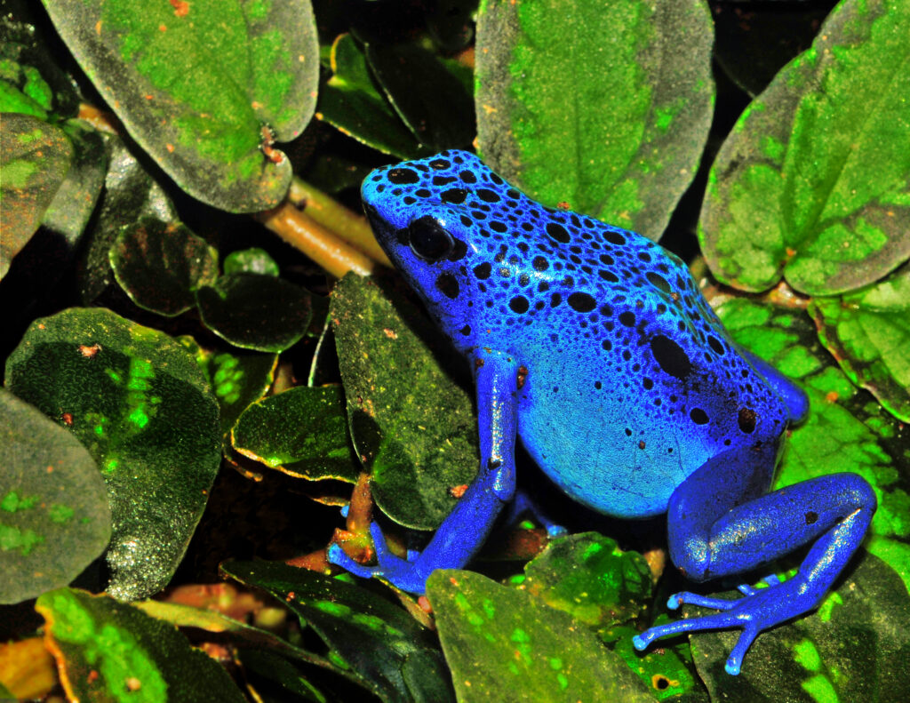 Blue poison dart frog (Dendrobates azureus) on green foliage, representing amphibians vulnerable to multiple environmental threats.