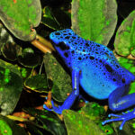 Blue poison dart frog (Dendrobates azureus) on green foliage, representing amphibians vulnerable to multiple environmental threats.