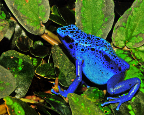 Blue poison dart frog (Dendrobates azureus) on green foliage, representing amphibians vulnerable to multiple environmental threats.