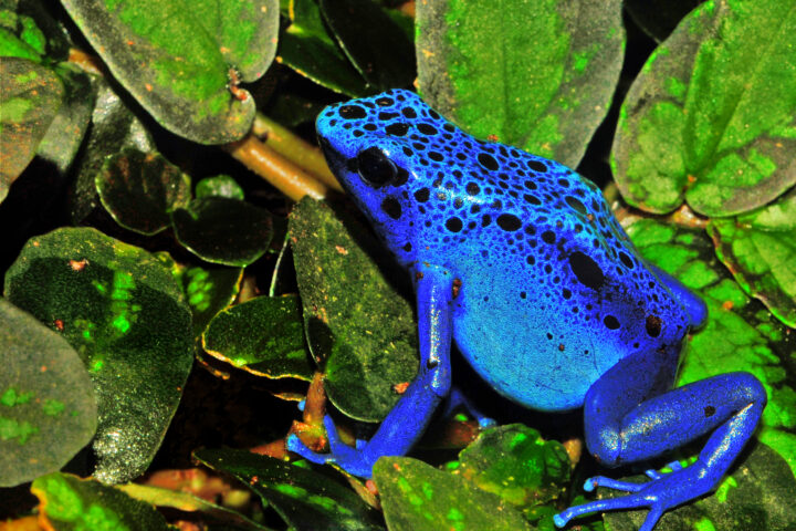 Blue poison dart frog (Dendrobates azureus) on green foliage, representing amphibians vulnerable to multiple environmental threats.