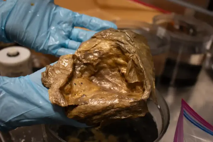 Scientist holding golden orb specimen in lab identified as base of deep-sea anemone Relicanthus daphneae