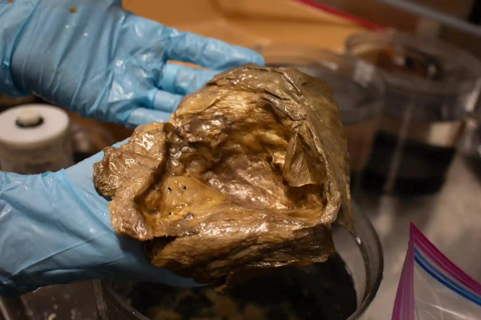 Scientist holding golden orb specimen in lab identified as base of deep-sea anemone Relicanthus daphneae