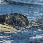 Oil slick and thick hydrocarbon residue floating on seawater during the 2015 Refugio Oil Spill in California, showing surface spread patterns of contamination.