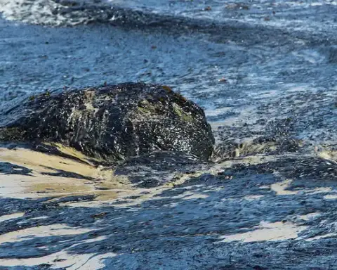 Oil slick and thick hydrocarbon residue floating on seawater during the 2015 Refugio Oil Spill in California, showing surface spread patterns of contamination.