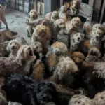 Dozens of poodle-cross dogs overcrowded inside a house during RSPCA multi-animal rescue in the UK