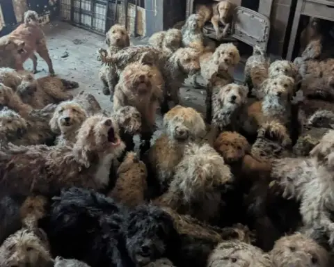 Dozens of poodle-cross dogs overcrowded inside a house during RSPCA multi-animal rescue in the UK