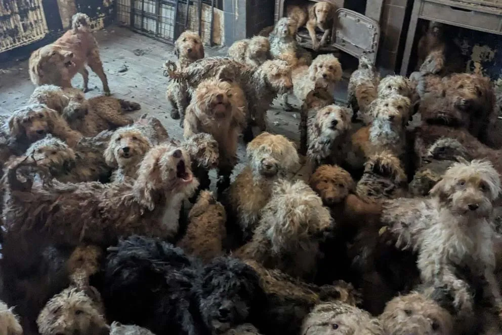 Dozens of poodle-cross dogs overcrowded inside a house during RSPCA multi-animal rescue in the UK