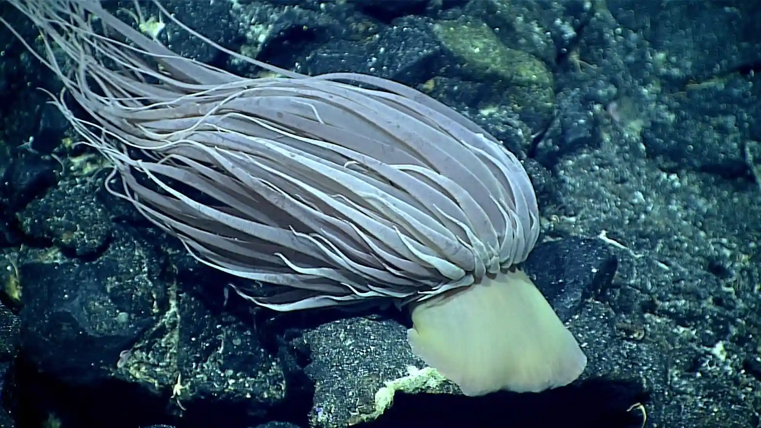 Deep-sea anemone Relicanthus daphneae attached to seafloor showing base structure similar to golden orb