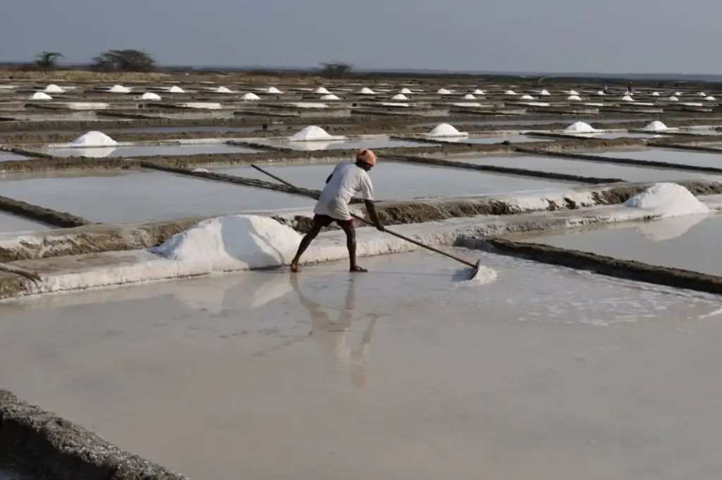 Salt worker managing evaporation pans at Marakkanam salt fields in Tamil Nadu, where seawater is processed into salt.