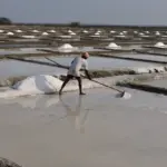 Salt worker managing evaporation pans at Marakkanam salt fields in Tamil Nadu, where seawater is processed into salt.
